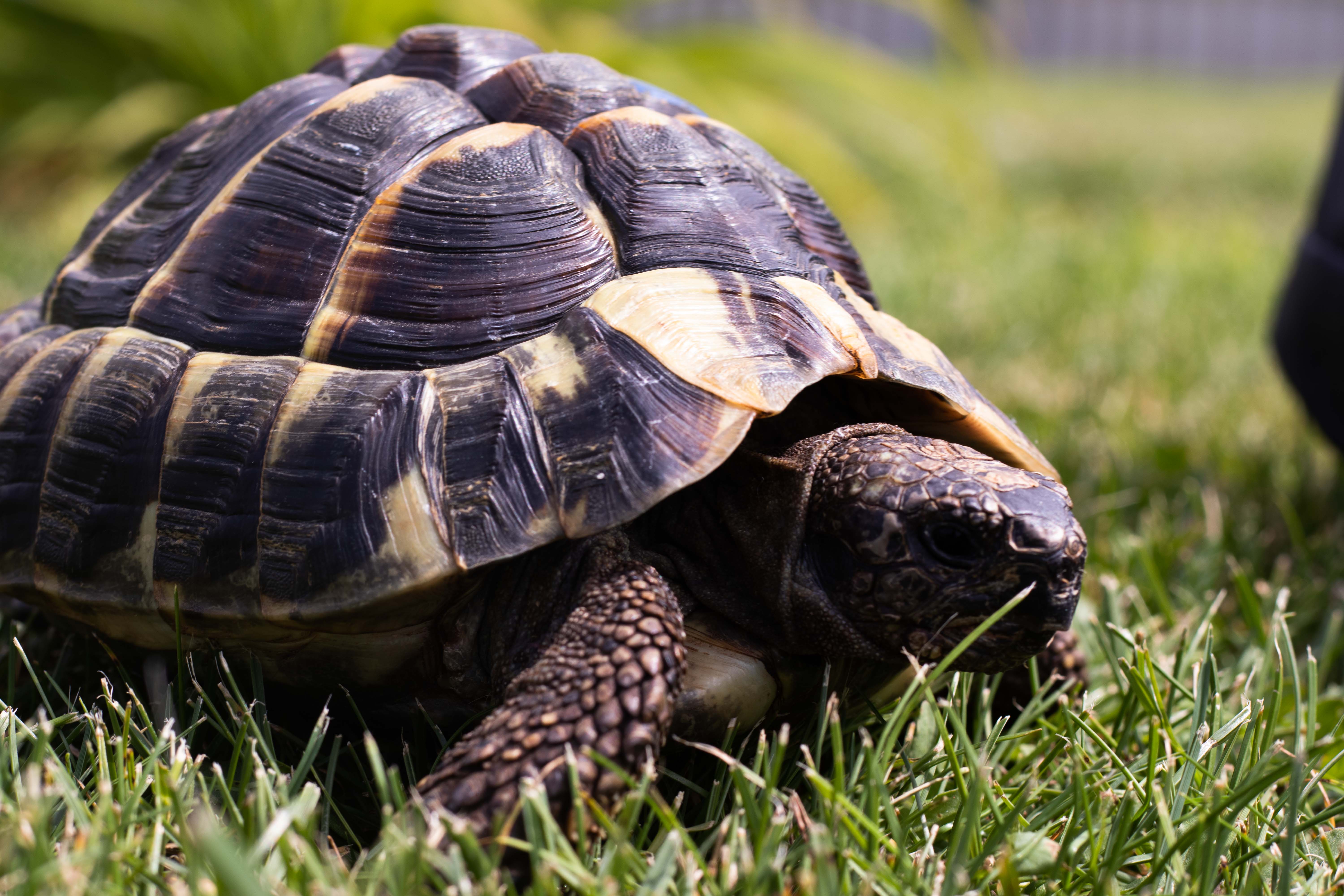 Photo d'une tortue d'hermann ayant le regard hors champ